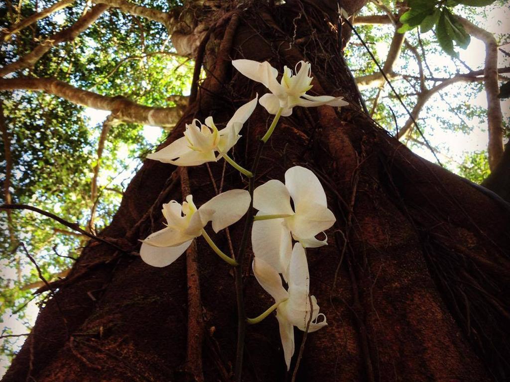 Pousada Spa Ventos Do Camburi ภายนอก รูปภาพ
